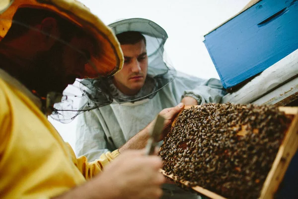 若い養蜂家は彼の先生から蜂の巣に囲まれて学ぶ — ストック写真