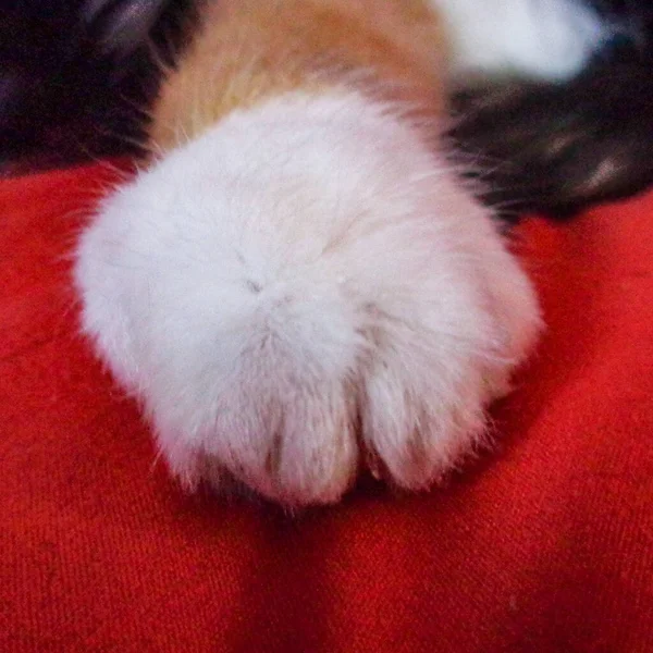 Close Cat Paw Red Sheet — стоковое фото