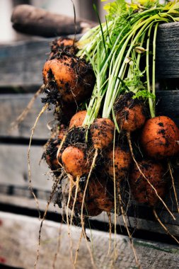 Bir avuç taze havuç.