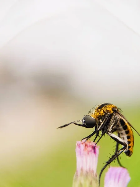 Toxophora Albicolor Een Vlieg Uit Familie Bombyliidae Insect Bloemenhoofden Van — Stockfoto