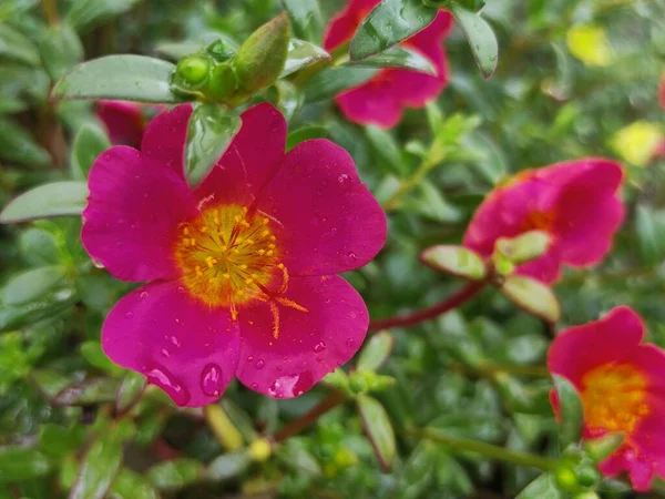 ポルトゥラカ グラニディ植物 ポルトゥラカ ローズ ローズ ローズ 花の背景に最適 — ストック写真