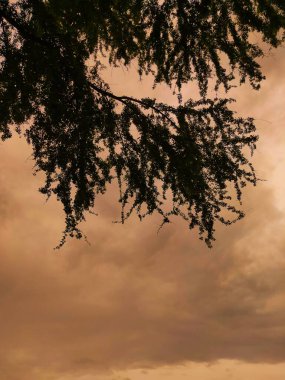 Öğleden Sonra Yaprakların Silueti, Bulutlar ve Sarı Gökyüzü