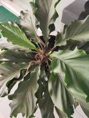 Gelombang Cinta veya Anthurium Plant. Ev Dekorasyonu İçin Yeşil Bitki