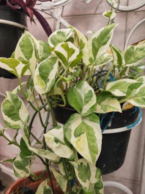 Şeytanın Sarmaşığı veya Epipremnum Aureum, Araceae Ailesi. Ev dekorasyonu için güzel bitkiler. Bitkiler için mükemmel arkaplan.