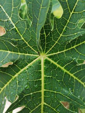 Carica papaya, Papaya Yaprakları ve Küçük Siyah Karınca 'nın tropikal ve subtropikal bir meyvesidir. Fotoğraf yukarıdan çekiliyor. Arkaplan için mükemmel.