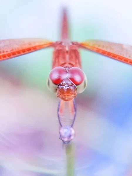 Les Yeux Libellules Sont Vus Près Adapté Aux Animaux Fond — Photo