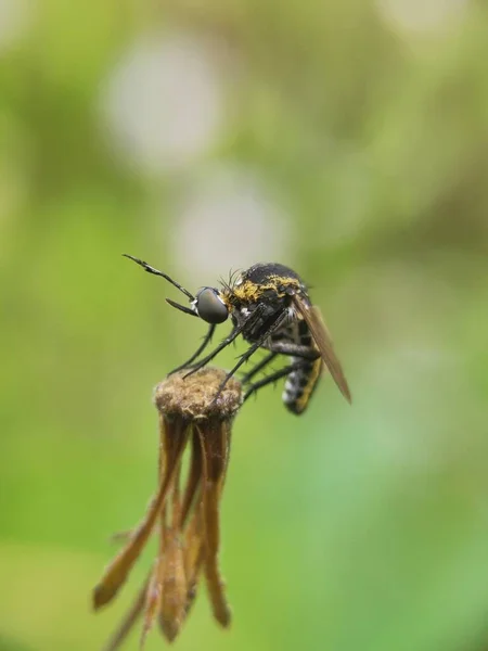 Toxophora Amphitea Est Une Espèce Abeilles Famille Des Bombyliidae Insecte — Photo