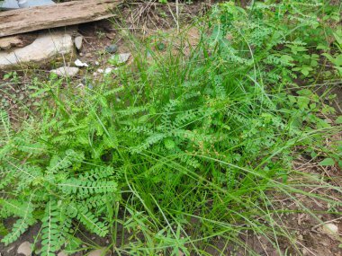 Evin bahçesinde yetişen yabani otlar