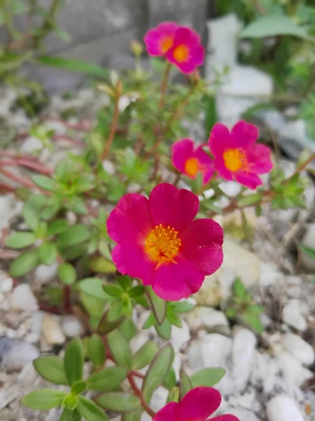 Portulaca grandiflora known as rose moss. Red Moss Rose flower isolated in home garden. Perfect For Flowers Background