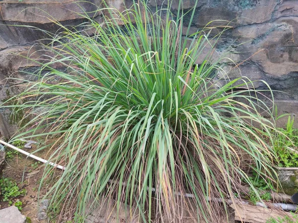 Citrongräsblad Cymbopogon Flexuosus East Indian Mot Bakgrund Stenmurar Stockbild