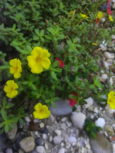 Portulaca grandiflora known as rose moss. Yellow Moss Rose flower isolated in home garden. Perfect For Flowers Background