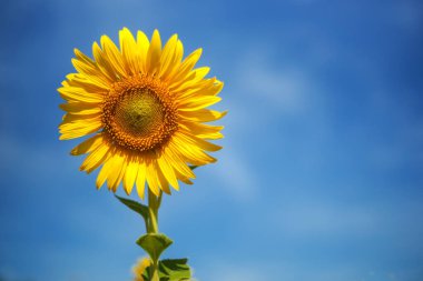 Mavi gökyüzüne karşı ayçiçeği.
