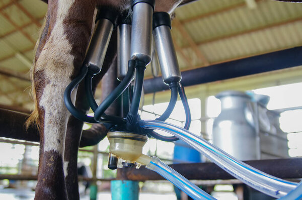 Cow milking facility and mechanized milking equipment                                 