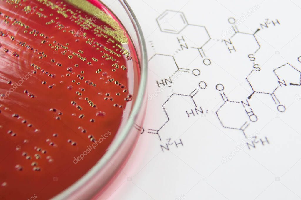 Bacteria macro photographed media in petri dishes in the laboratory.                               