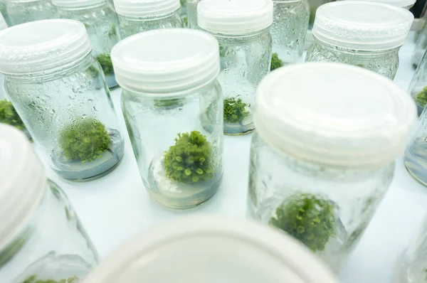 Kísérleti Növényi Szövetkultúra Laboratóriumi Körülmények Között — Stock Fotó