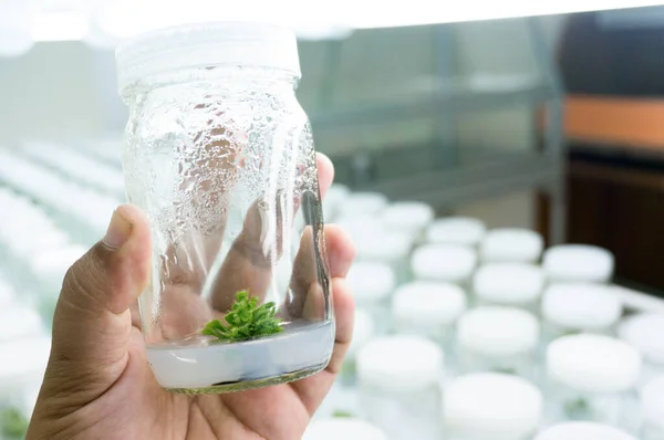 Experiment Pflanzliche Gewebekultur Labor Selektiver Fokus — Stockfoto