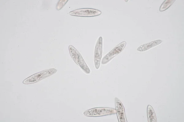 파라모시움 Paramecium 단세포 원생동물 Unicellular Ciliated Protozoa 속이며 모시아는 환경에 — 스톡 사진