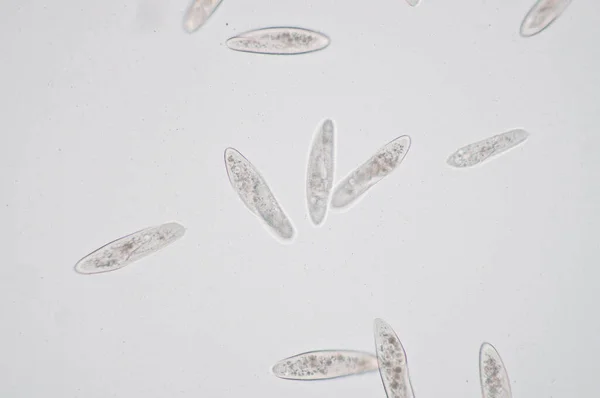 Paramecium Gênero Protozoários Ciliados Unicelulares Paramecia São Comuns Ambientes Água — Fotografia de Stock