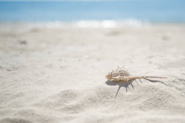 Kumsaldaki Deniz Kabuğu.