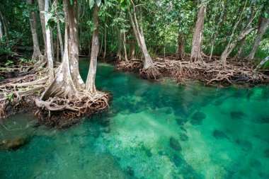 Mangrove ağacı, Tha Pom Khlong Song Nam, Krabi ili, Tayland 'ın güneyi..