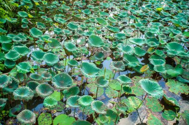 Tatlı su havuzunda nilüfer yaprağı.