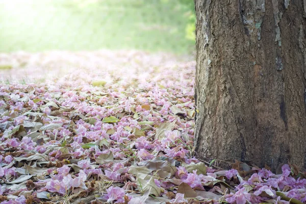 Blume Aus Rosa Trompetenbaum Fällt Auf Den Boden — Stockfoto