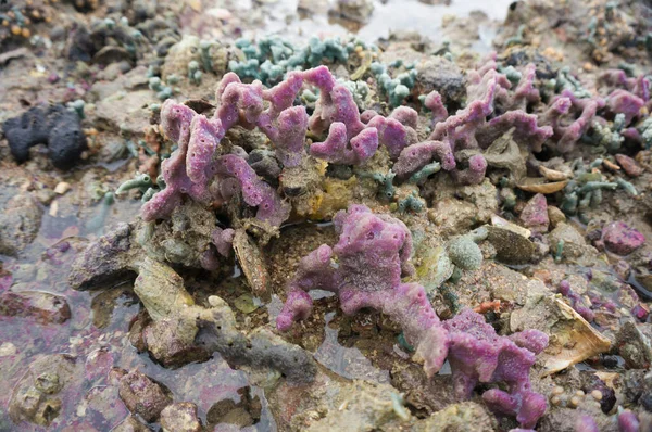 Sea sponge at low tide.