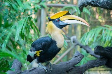 Yağmur ormanlarında büyük bir boynuz gagası.