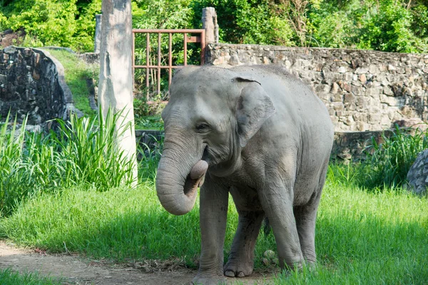Elefante Zoológico — Foto de Stock