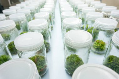 Laboratuvarda bitki dokusu kültürü deneyi