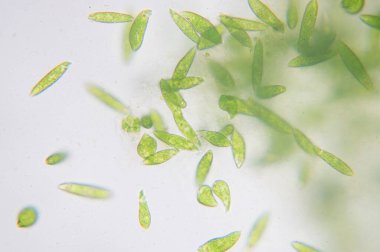 Euglena tek hücreli kırbaçlanmış ökaryotların bir cinsidir..