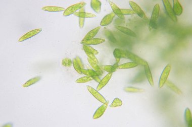 Euglena tek hücreli kırbaçlanmış ökaryotların bir cinsidir..
