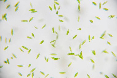 Euglena tek hücreli kırbaçlanmış ökaryotların bir cinsidir..