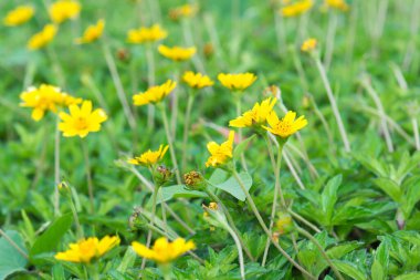 Singapur günlük çekiminin seçmeli odak noktası
