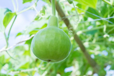 Kabak ağacı ve şişe kabağı. (Lagenaria siceraia (Molina) Standley.)