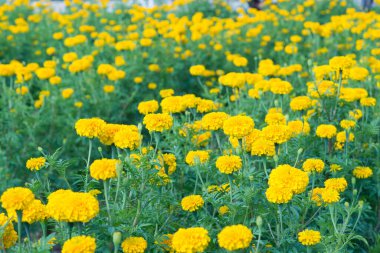 Sarı Kadife çiçeği (Tagetes erecta))