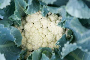 Organik sebze çiftliğinden taze taze karnabahar.