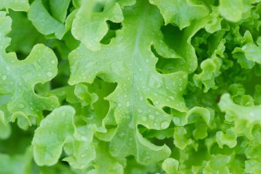 Arka planda yeşil meşe salatası dokusu. Bahçede yetişen yeşil salata. Salata için taze sebze.