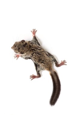 Beyaz arka planda bebek uçan Lemur (Galeopterus varyasyonu)