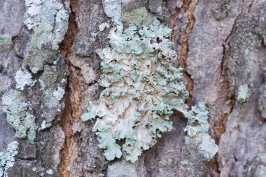Lichen, ağaçta Epiphyte.