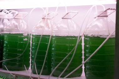 Plastik şişenin içindeki Allah 'ın kulu