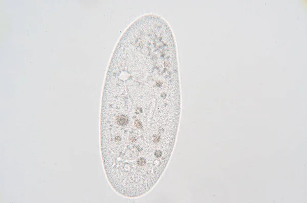 Paramecium is a genus of unicellular ciliated protozoa, commonly studied as a representative of the ciliate group. Paramecia are widespread in freshwater, brackish, and marine environments and are often very abundant in stagnant basins and ponds.