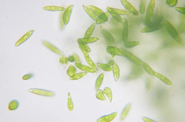 Euglena Tek Hücreli Kırbaçlanmış Ökaryotların Bir Cinsidir — Stok fotoğraf