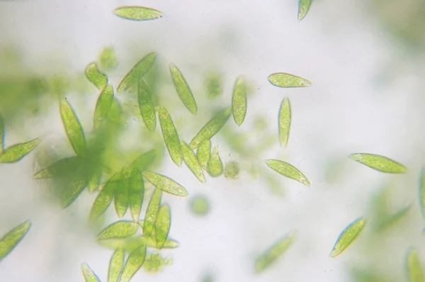 Euglena Género Monocelular Eucariotas Flagelados — Foto de Stock