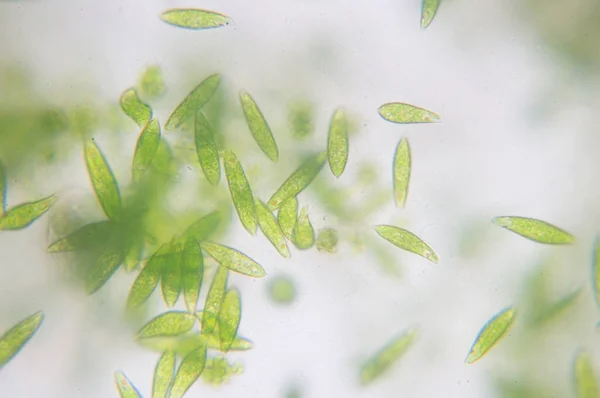 Euglena tek hücreli kırbaçlanmış ökaryotların bir cinsidir..
