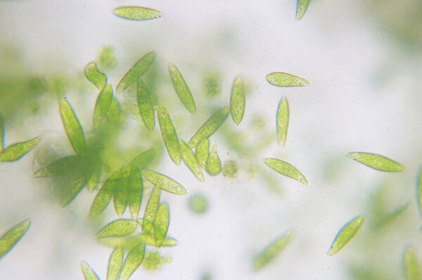 Euglena - род одноклеточных жгутиков Eukaryotes.