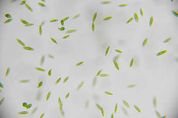 Euglena 단세포 편모조류인 진핵생물의 속이다 — 스톡 사진