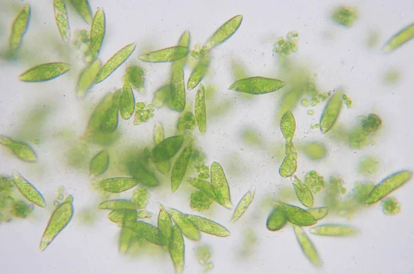 Euglena Tek Hücreli Kırbaçlanmış Ökaryotların Bir Cinsidir — Stok fotoğraf