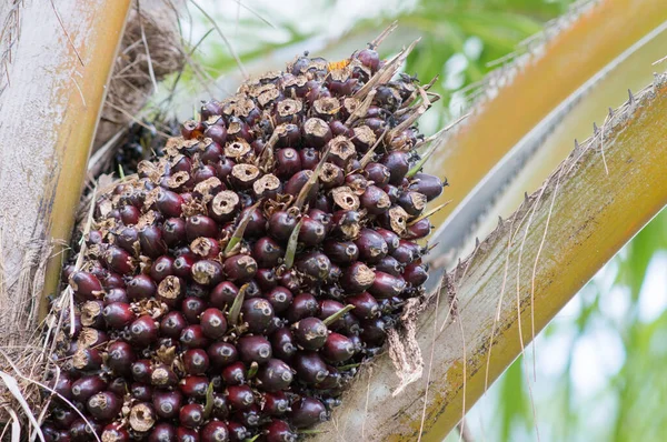 Aceite Palma Fruta Árbol — Foto de Stock