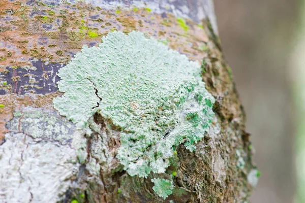 Lichen Épiphyte Sur Arbre — Photo